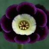 Primula Auricula Vee Too - Abriachan Nurseries